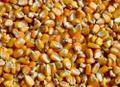 Дробленка (колотая) кукуруза от 20т с учетом доставки